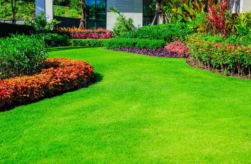 Freshly landscaped backyard lawn with trimmed hedges and flower beds